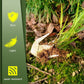 Stainless Steel Multifunctional Weeder