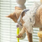Interactive Electric Caterpillar Cat Toy(Free Shipping)